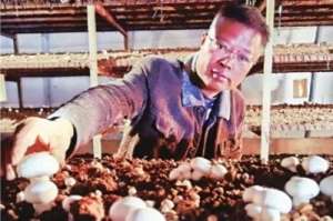 杏鲍菇废料种植双孢菇(小小蘑菇年消耗农业废弃物2万多吨)