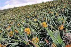 波罗种植技术视频(广东70万吨菠萝上市，价格同比略有上涨，今年不用担心滞销了)