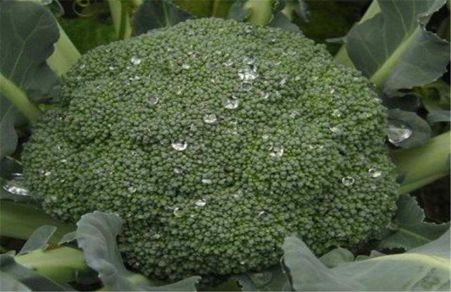 西兰花的种植技术：西兰花适合在哪个季节种植？怎样掌握肥水？