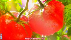 大棚西红柿种植管理(大棚番茄种植注意事项，牢记以下五点)