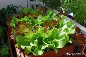 紫叶生菜的种植方法(冬季阳台种这3种菜，一盆比一盆长得旺，叶比花美，多吃利健康)