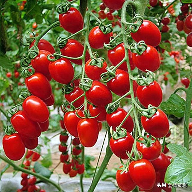 苏南地区智能温室樱桃番茄高效栽培技术