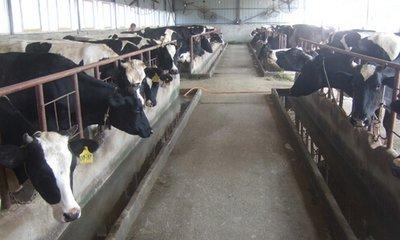 一种新型生态环保科学养殖方法，养牛户们值得学习和借鉴