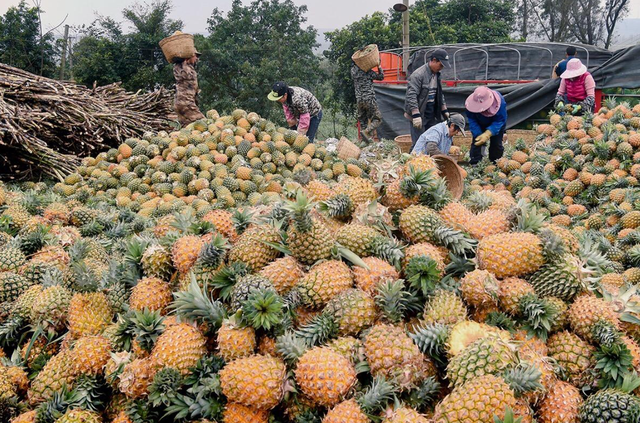 广东70万吨菠萝上市，价格同比略有上涨，今年不用担心滞销了