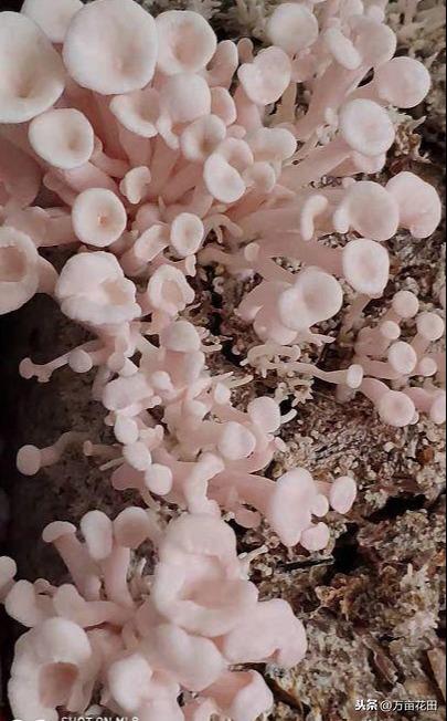 在家种植几盆菌菇是什么体验？和大家分享我记录的蘑菇种植日记