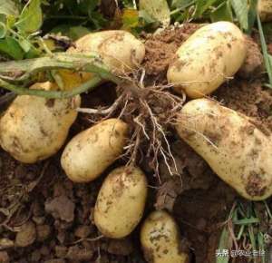 地果的种植技术(土豆种植与管理技术有哪些？土豆种植怎样能高产？)