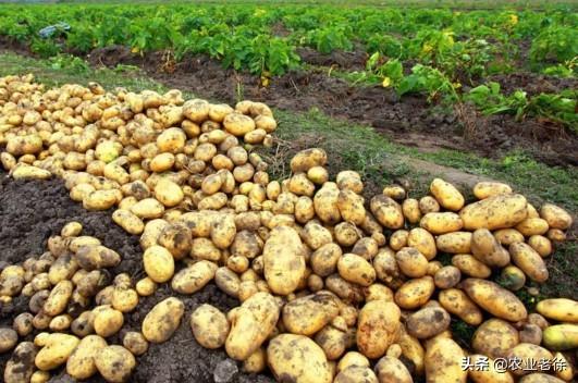 土豆种植与管理技术有哪些？土豆种植怎样能高产？