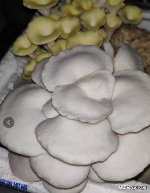 在家种植几盆菌菇是什么体验？和大家分享我记录的蘑菇种植日记