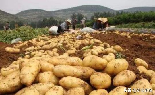土豆种植与管理技术有哪些？土豆种植怎样能高产？