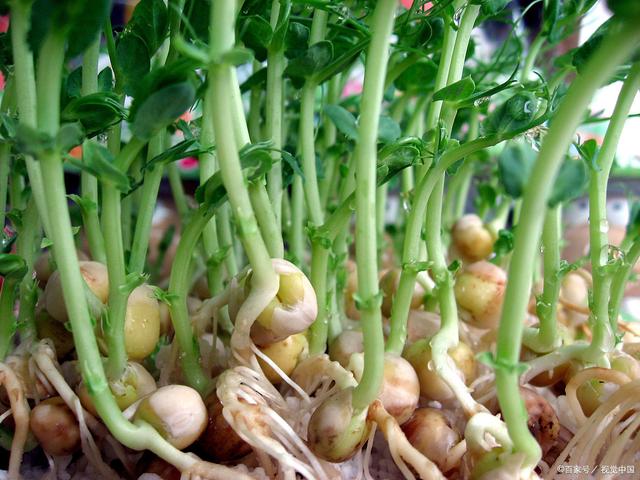 豌豆芽苗菜栽种全部教程