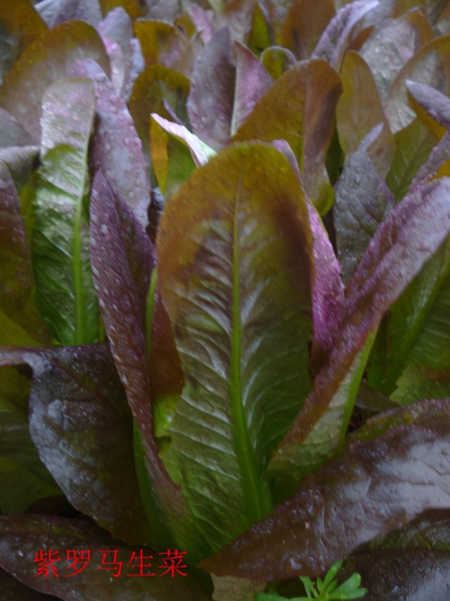 蔬菜档案叶菜类（6）紫色生菜（2个品种）