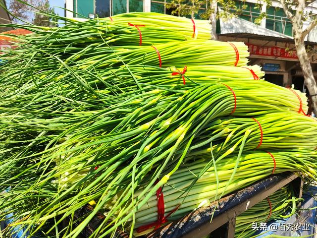 一举三得：安徽农民种植大蒜，田间套种中药材，蒜苔成特色产业