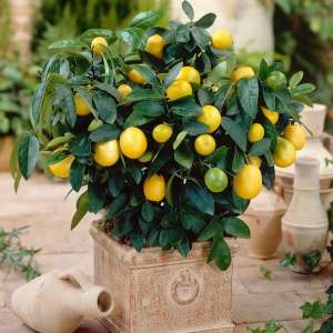 柠檬的种植时间(阳台可种“4种果”，养护简单，果实累累，美观好吃，吃得放心)