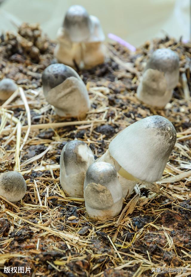 草菇高产种植技术，如何在提高产量的情况下，还要保证质量