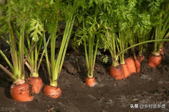 种植萝卜、胡萝卜把好四关，根茎长得大还光滑，口感好又丰产