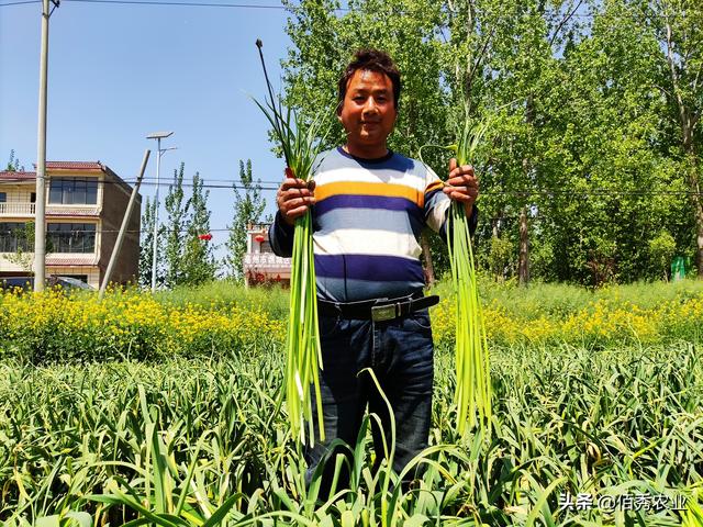 一举三得：安徽农民种植大蒜，田间套种中药材，蒜苔成特色产业
