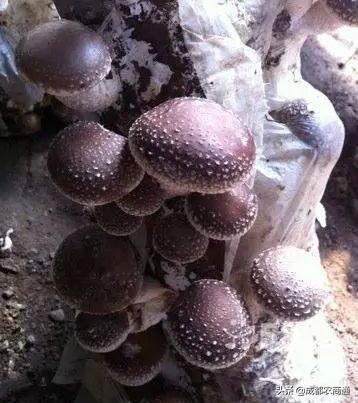 香菇的详细种植以及管理方法！