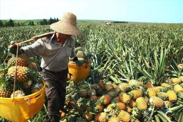 广东70万吨菠萝上市，价格同比略有上涨，今年不用担心滞销了