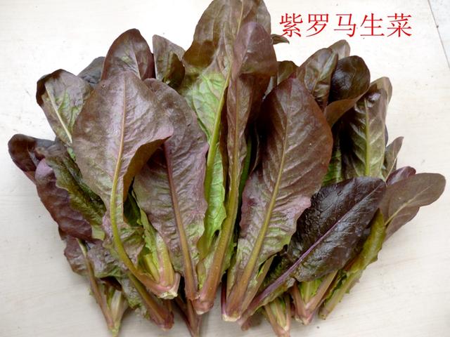 蔬菜档案叶菜类（6）紫色生菜（2个品种）