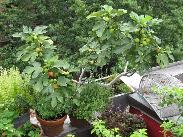 阳台可种“4种果”，养护简单，果实累累，美观好吃，吃得放心