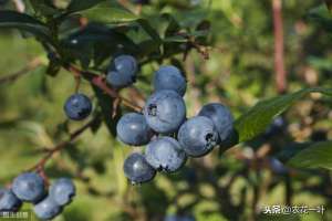 蓝莓的种植与管理(优质蓝莓栽培技术，蓝莓的种植技巧，这几点很重要，来看看吧)