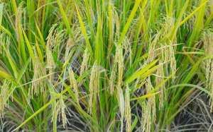 水稻生态种植技术(抗旱丰产干地水稻种植技术揭秘)
