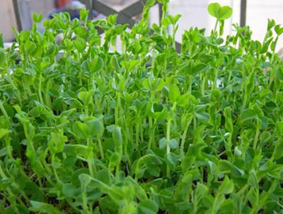 新年别再吃毒豆芽了，这里有4种浇水就能收获绿色健康的芽菜