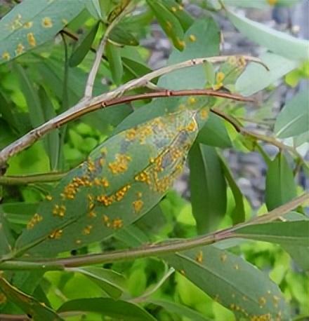 黄菠萝树栽培技术及病虫害防治