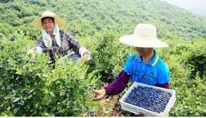 蓝莓种植亩产(农民教你种植蓝莓，亩产收益过万元)