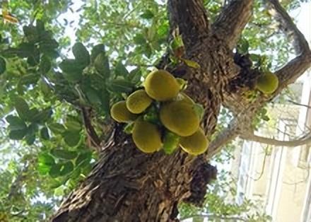 黄菠萝树栽培技术及病虫害防治