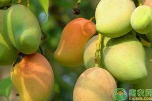 澳芒 种植(中国最好吃的芒果产地在哪？购买芒果怎么挑选？)