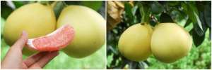 柚子种子种植几年结果(这些水果，吃完的水果核就能种，方便好吃结果快)