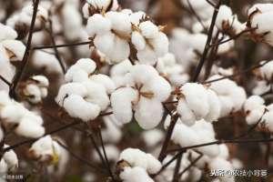 棉花如何种植(这些让棉花出苗齐、长势强、产量高的种植技巧，你都用对了吗？)