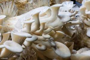 蘑菇种植图片大全(分享一套蘑菇科学种植技术，提高产量并不难)