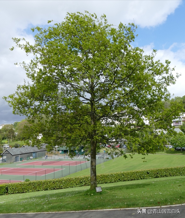 种树致富，适合北方荒山种植的英国栎，其景观价值和市场前景分析