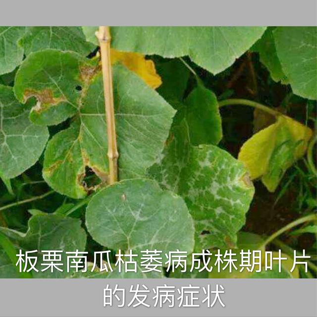 秋季低温多湿，板栗南瓜种植期千万要注意枯萎病侵害，需提前预防
