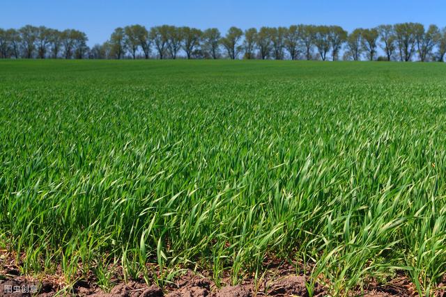 来年开春，种植春小麦时该注意啥？