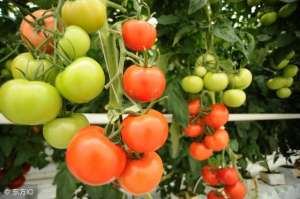 露地番茄种植技术(种露地番茄，学会这几招，高产很简单)