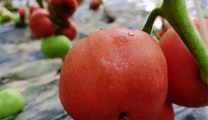 大棚黑番茄的种植方法(番茄根茎变黑是啥原因？ 三十年经验老农告诉你该咋做，赶快记下来)