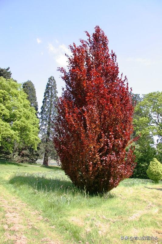 种树致富，适合北方荒山种植的英国栎，其景观价值和市场前景分析