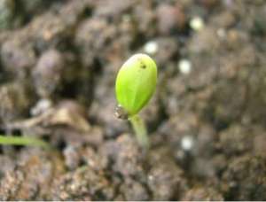 西瓜高产种植(西瓜种植，生长管理期很关键，西瓜想要高产以下4大点要了解)