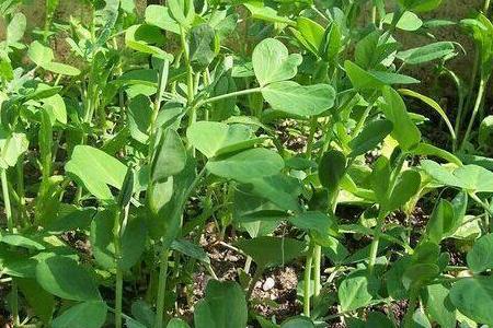 豌豆的播种时间和种植方法