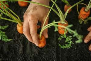 山胡萝卜种植(七八月，胡萝卜种植高峰期农户要怎么种，才能取得高产？)