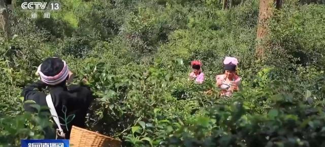 在林下种植茶！世界遗产中首例茶文化景观是什么样的？