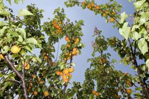 杏子树的种植(杏树种植方法，做好这几点，年产量提高百分之30)