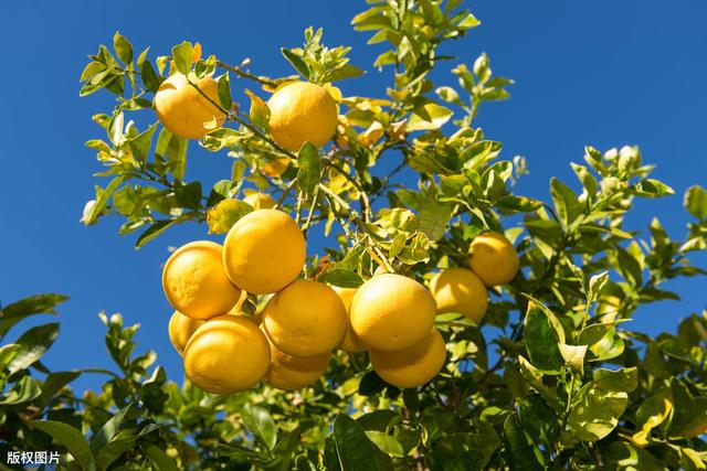 蜜柚的种植过程中，该怎样管理去提高它的产量呢？来看看吧