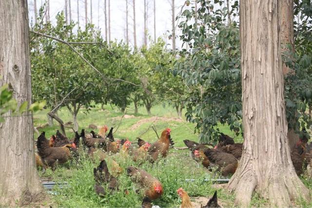 探索林下经济新模式，崇明这里一年能卖出3000只鸡！