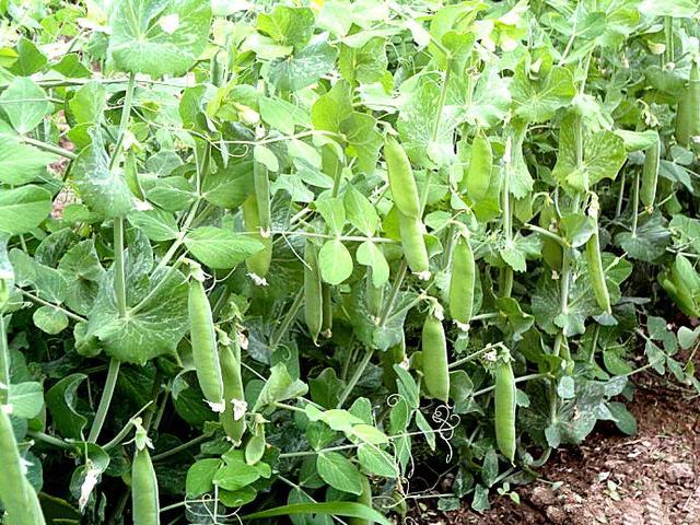 豌豆的播种时间和种植方法