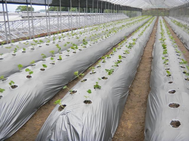 早春小拱棚＋地膜西瓜套种加工番茄高产栽培技术