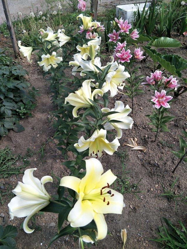 小院子养“3种花”，开花大半年，花朵美又鲜艳，年年赏花不停歇
